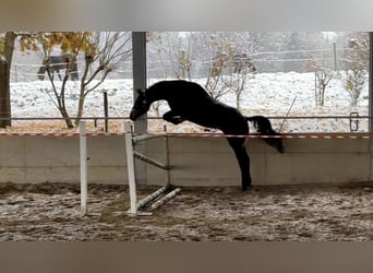 Cheval de sport irlandais, Hongre, 3 Ans, 170 cm, Bai