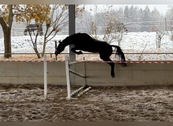 Cheval de sport irlandais, Hongre, 3 Ans, 170 cm, Bai