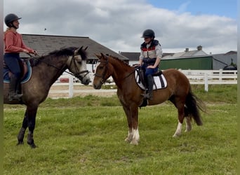 Cheval de sport irlandais, Hongre, 4 Ans, 148 cm, Alezan brûlé