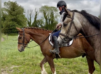 Cheval de sport irlandais, Hongre, 4 Ans, 148 cm, Alezan brûlé
