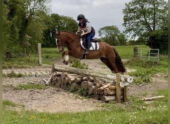 Cheval de sport irlandais, Hongre, 4 Ans, 148 cm, Alezan brûlé