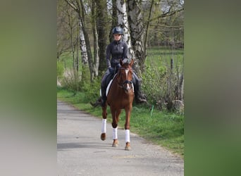 Cheval de sport irlandais Croisé, Hongre, 4 Ans, 150 cm, Alezan