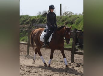 Cheval de sport irlandais Croisé, Hongre, 4 Ans, 150 cm, Alezan