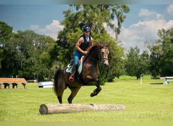 Cheval de sport irlandais Croisé, Hongre, 4 Ans, 152 cm, Buckskin
