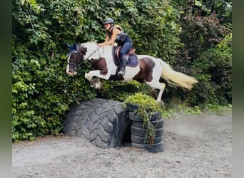 Cheval de sport irlandais Croisé, Hongre, 4 Ans, 153 cm, Pinto