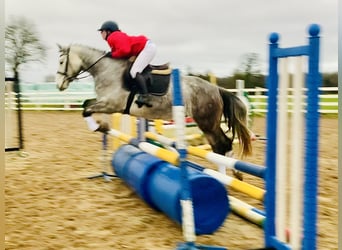 Cheval de sport irlandais, Hongre, 4 Ans, 155 cm, Gris