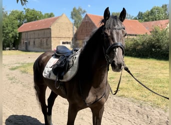Cheval de sport irlandais, Hongre, 4 Ans, 156 cm, Noir