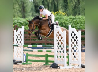 Cheval de sport irlandais, Hongre, 4 Ans, 158 cm, Bai cerise