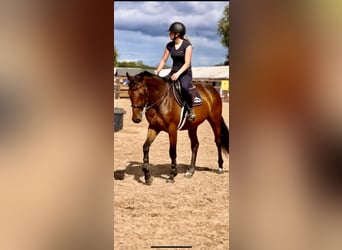 Cheval de sport irlandais, Hongre, 4 Ans, 158 cm, Bai cerise