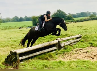 Cheval de sport irlandais, Hongre, 4 Ans, 158 cm, Noir