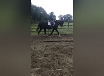 Cheval de sport irlandais, Hongre, 4 Ans, 159 cm, Gris