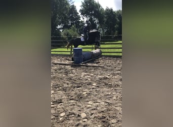 Cheval de sport irlandais, Hongre, 4 Ans, 159 cm, Gris