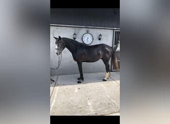 Cheval de sport irlandais, Hongre, 4 Ans, 159 cm, Gris