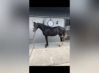 Cheval de sport irlandais, Hongre, 4 Ans, 159 cm, Gris
