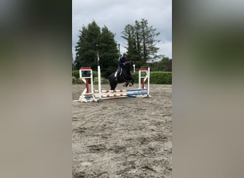 Cheval de sport irlandais, Hongre, 4 Ans, 159 cm, Gris
