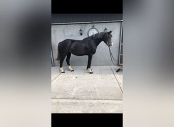 Cheval de sport irlandais, Hongre, 4 Ans, 159 cm, Gris noir