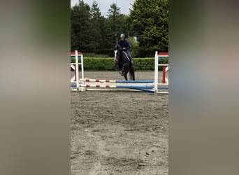 Cheval de sport irlandais, Hongre, 4 Ans, 159 cm, Gris noir