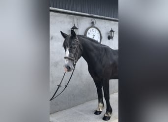 Cheval de sport irlandais, Hongre, 4 Ans, 159 cm, Gris noir