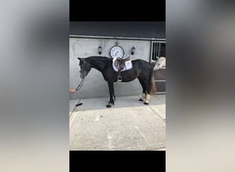 Cheval de sport irlandais, Hongre, 4 Ans, 159 cm, Gris noir
