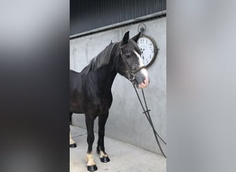 Cheval de sport irlandais, Hongre, 4 Ans, 159 cm, Gris noir