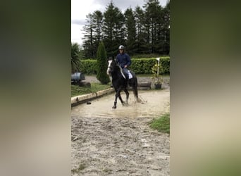 Cheval de sport irlandais, Hongre, 4 Ans, 159 cm, Gris noir