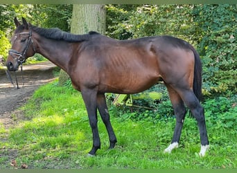 Cheval de sport irlandais, Hongre, 4 Ans, 160 cm, Bai brun foncé