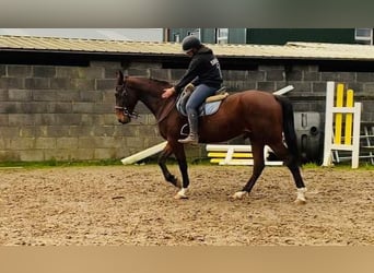 Cheval de sport irlandais, Hongre, 4 Ans, 160 cm, Bai