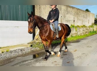 Cheval de sport irlandais, Hongre, 4 Ans, 160 cm, Bai