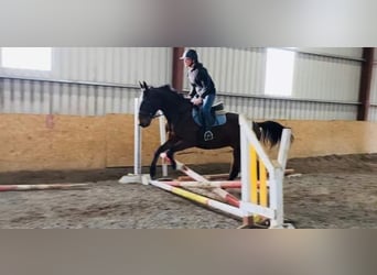 Cheval de sport irlandais, Hongre, 4 Ans, 160 cm, Bai