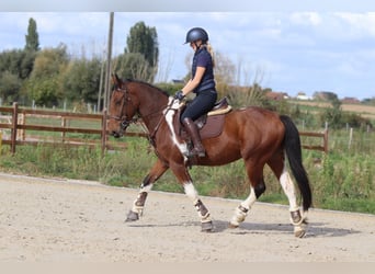 Cheval de sport irlandais, Hongre, 4 Ans, 160 cm, Pinto