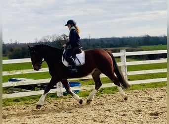 Cheval de sport irlandais, Hongre, 4 Ans, 162 cm, Bai