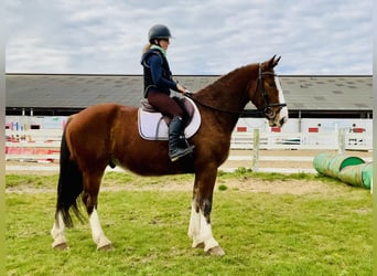 Cheval de sport irlandais, Hongre, 4 Ans, 162 cm, Bai