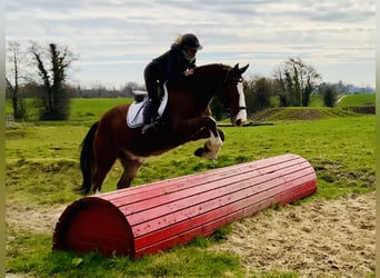 Cheval de sport irlandais, Hongre, 4 Ans, 162 cm, Bai