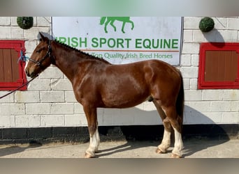 Cheval de sport irlandais, Hongre, 4 Ans, 162 cm, Bai