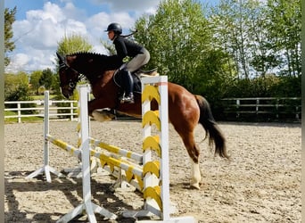 Cheval de sport irlandais, Hongre, 4 Ans, 162 cm, Bai