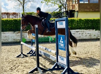 Cheval de sport irlandais, Hongre, 4 Ans, 162 cm, Bai
