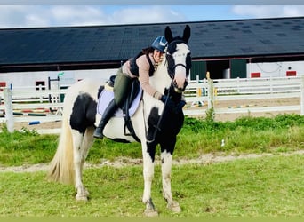 Cheval de sport irlandais, Hongre, 4 Ans, 162 cm, Pinto