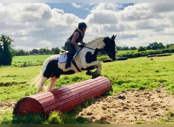 Cheval de sport irlandais, Hongre, 4 Ans, 162 cm, Pinto