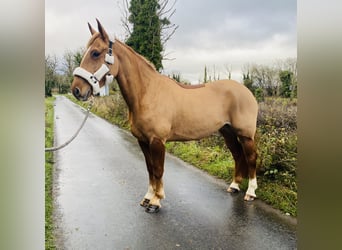 Cheval de sport irlandais, Hongre, 4 Ans, 163 cm, Alezan brûlé