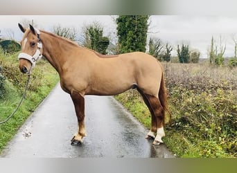 Cheval de sport irlandais, Hongre, 4 Ans, 163 cm, Alezan brûlé