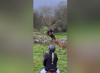 Cheval de sport irlandais, Hongre, 4 Ans, 163 cm, Alezan brûlé