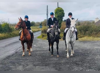 Cheval de sport irlandais, Hongre, 4 Ans, 163 cm, Alezan brûlé