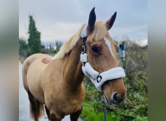 Cheval de sport irlandais, Hongre, 4 Ans, 163 cm, Alezan brûlé