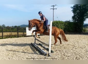 Cheval de sport irlandais, Hongre, 4 Ans, 163 cm, Alezan brûlé