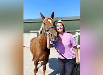 Cheval de sport irlandais, Hongre, 4 Ans, 163 cm, Alezan brûlé