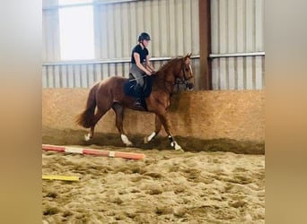 Cheval de sport irlandais, Hongre, 4 Ans, 163 cm, Alezan brûlé