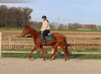 Cheval de sport irlandais, Hongre, 4 Ans, 164 cm, Alezan brûlé