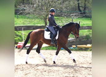 Cheval de sport irlandais Croisé, Hongre, 4 Ans, 164 cm, Bai