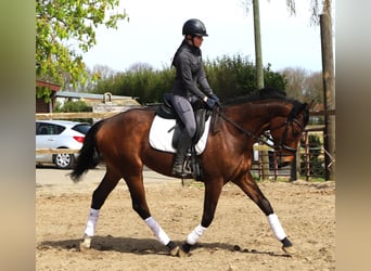 Cheval de sport irlandais Croisé, Hongre, 4 Ans, 164 cm, Bai