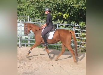 Cheval de sport irlandais, Hongre, 4 Ans, 165 cm, Alezan
